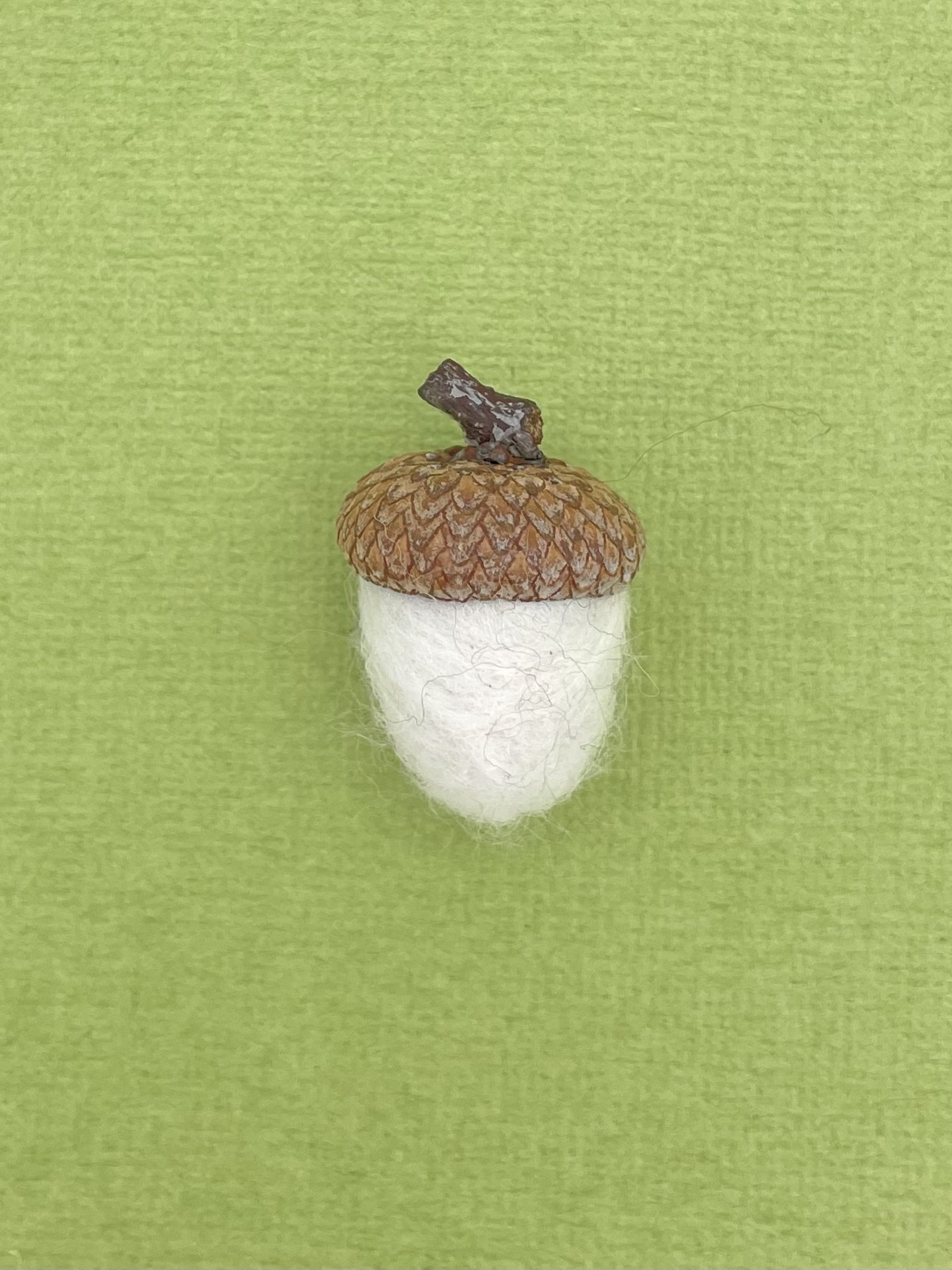 Acorn